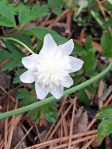 Anemone nemorosa 'Vestal'