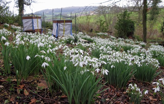 Bee hives with Galanthus Atkinsii
