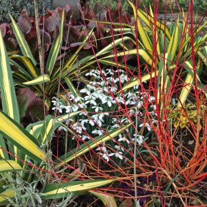 Companion planting for snowdrops