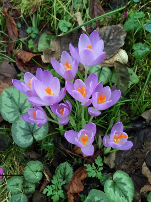 Crocuses at Colesbourne Park