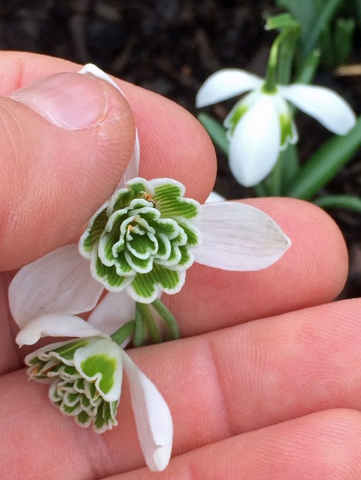 Double snowdrop