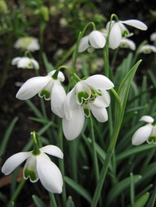 Galanthus 'Dionysus'