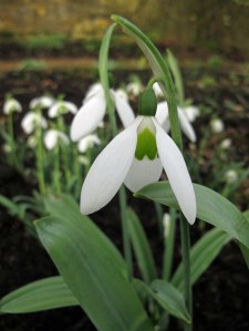 Galanthus elwesii 'Yvonne Hay'