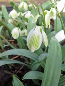 Galanthus elwesii 'Rosemary Burnham'