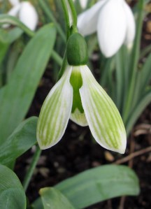 Galanthus elwesii 'Rosemary Burnham'