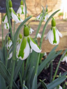 Galanthus 'South Hayes'