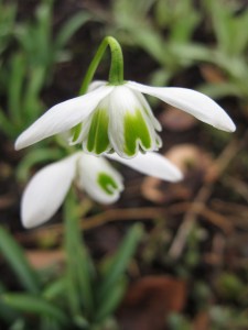 Galanthus 'White Swan'