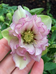 Pink hellebore at Colesbourne Park