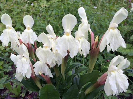 Roscoea cautleyoides