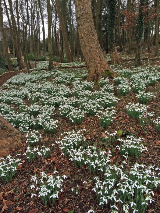 Snowdrop Grove