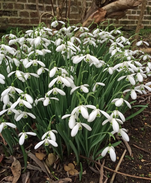 Common snowdrop (Galanthus nivalis)