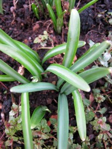 Snowdrop leaves with a broad white stripe