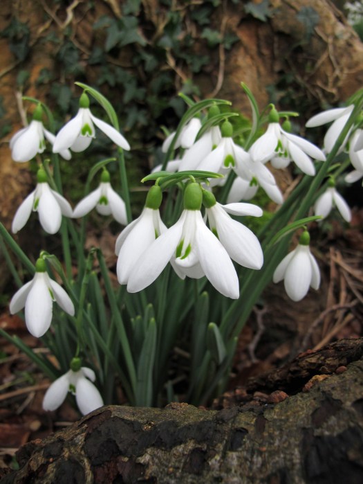 Snowdrops in a woodland setting
