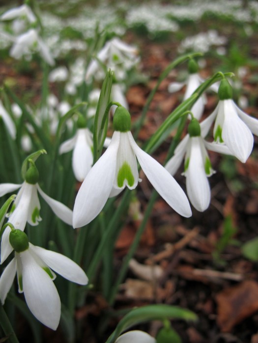 Snowdrops at The Rococo Garden