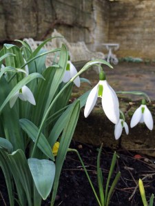 Snowdrops tower over miniature daffodils