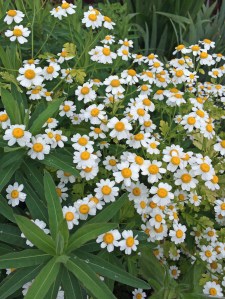 Tanacetum parthenium (feverfew)