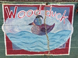 W is for wood duck