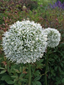 White alliums