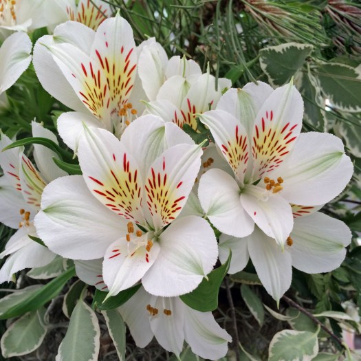 White alstromeria