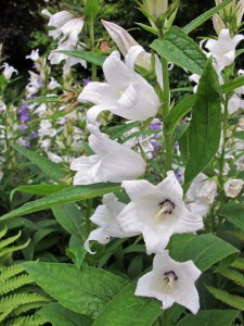 White campanula