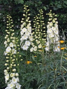 White delphinium