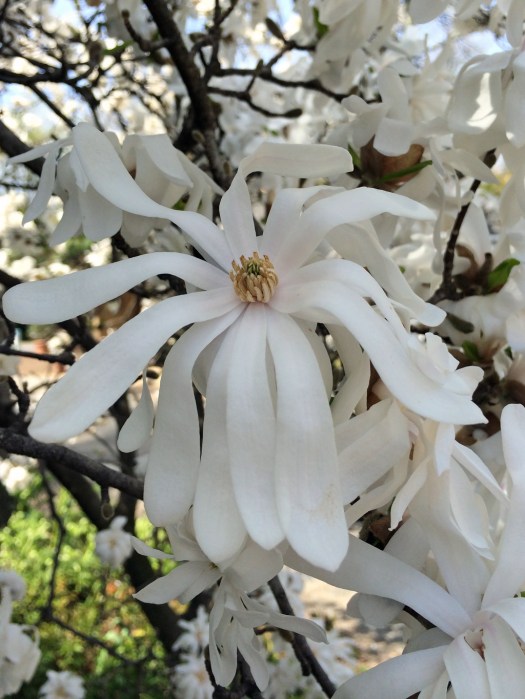White magnolia stellata