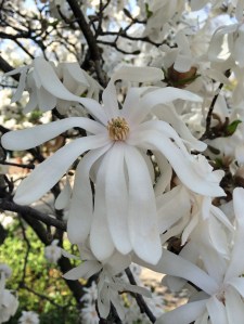 White magnolia stellata