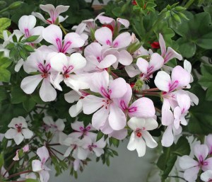 White pelargonium