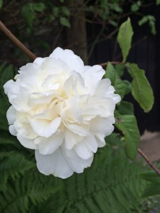 White peony