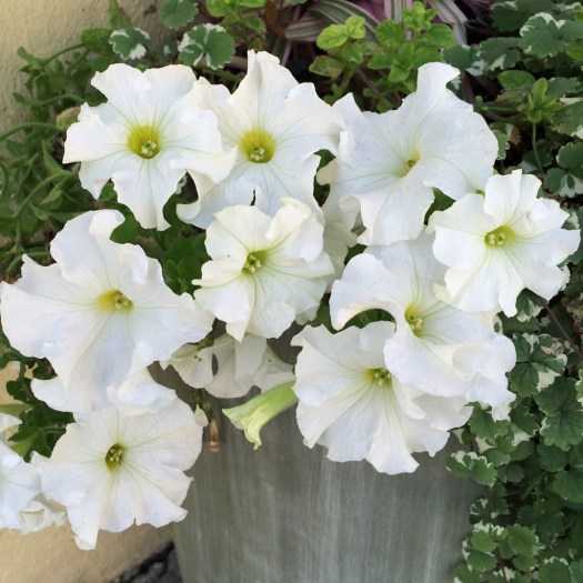 White petunia