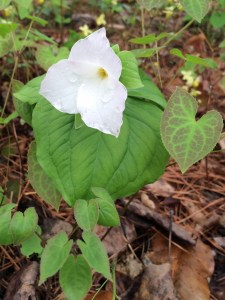 White trillium