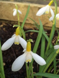 Yellow snowdrops