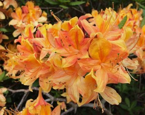 Apricot azalea