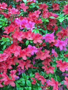 Azaleas