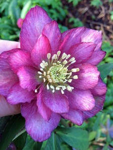 Double hellebore