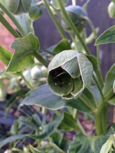 Green hellebore