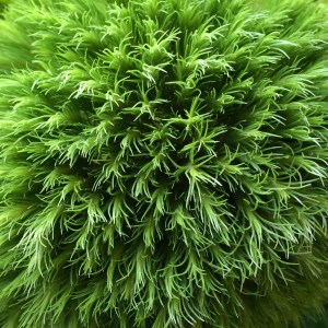 Green florists' plant