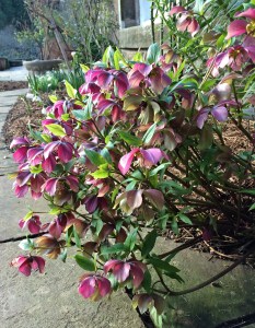 Hellebore plant at Gresgarth Gardens