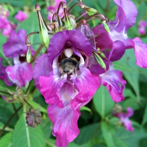Himalayan Balsam