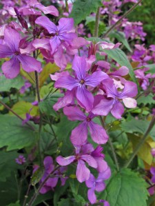 Honesty (lunaria)
