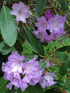 Lilac rhododendron