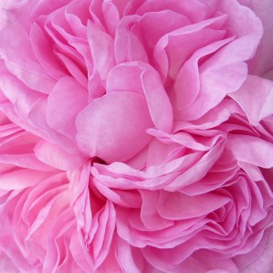 Medium pink rose petals