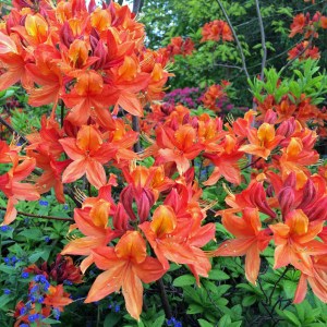 Orange azalea