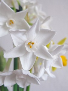 Paperwhites (Narcissus)