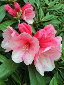 Rhododendron