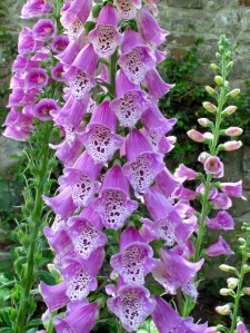 Spotted foxglove