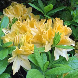 Yellow azalea