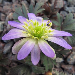 Anemone blanda