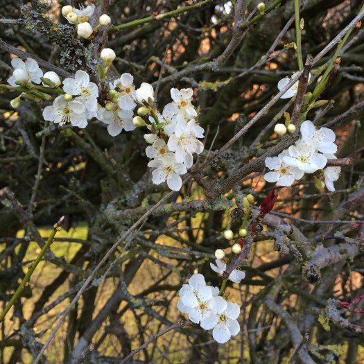 Blossoms and twigs 3