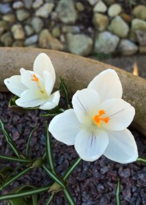 Cream crocus with a delicate purple stripe
